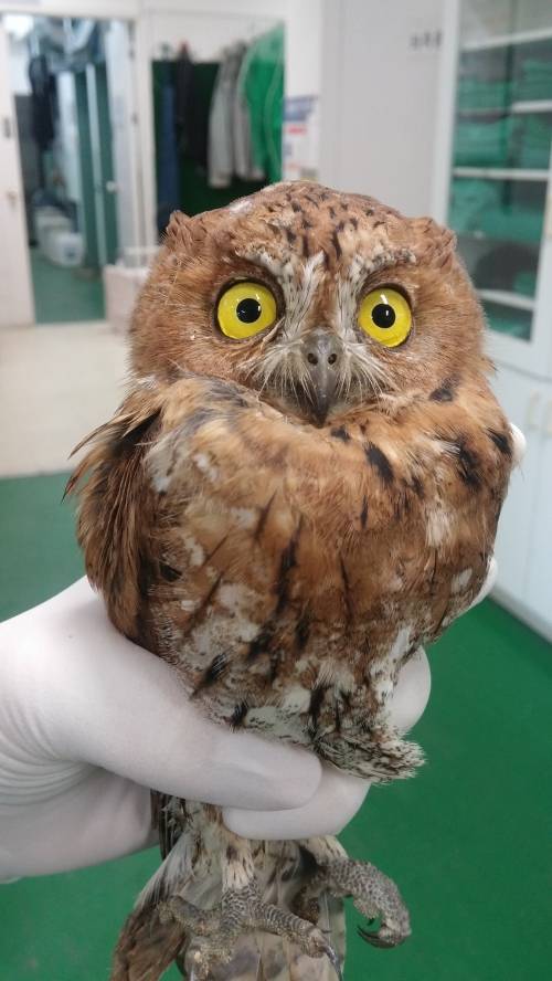 다리가 부러져 충남야생동물구조센터로 들어온 소쩍새.