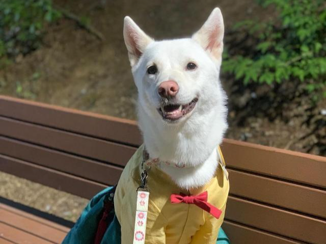 한 가정에서 사랑받으며 살고 있는 진돗개 '나리'. 나리 보호자 제공