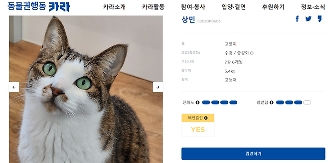 학대를 받았다는 의혹이 제기된 고양이 ‘상민’. 카라 홈페이지 갈무리