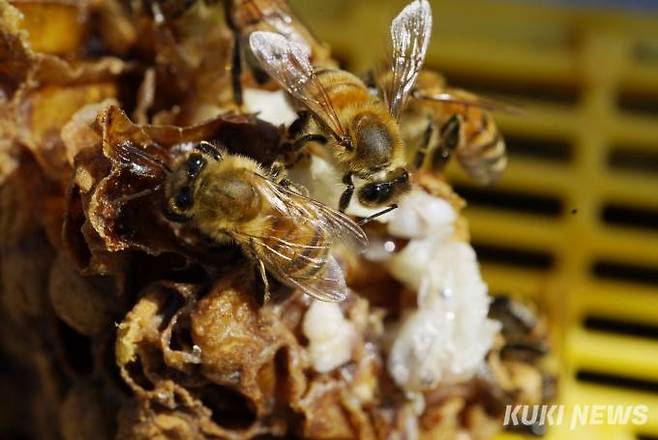 사진=박효상 기자