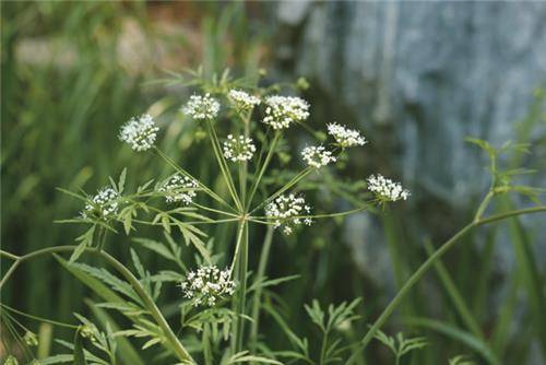 독미나리  [환경부 제공. 재판매 및 DB 금지]