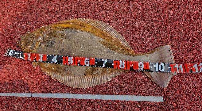 윤석태 씨가 잡은 광어 [윤석태씨 제공. 재판매 및 DB 금지]