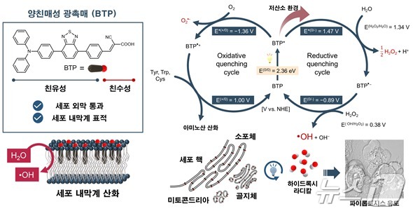 세포 내막계 산화에 의한 파이롭토시스 유도 도식. (UNIST 제공)