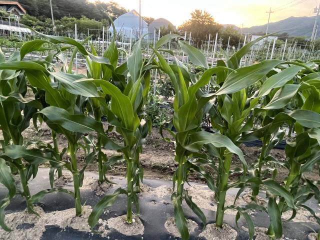 ▲ 이웃 밭에서 옥수수들이 생명력을 드러내며 허리춤을 넘어 쑥쑥 자라고 있다. 이채윤