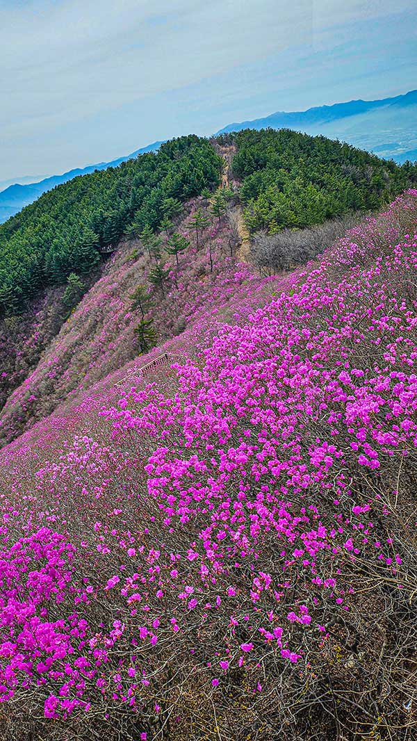 천주산에 만개한 진달래꽃.