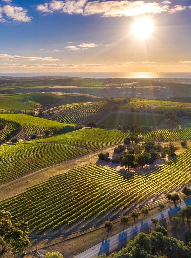 맥라렌 베일 포도밭.