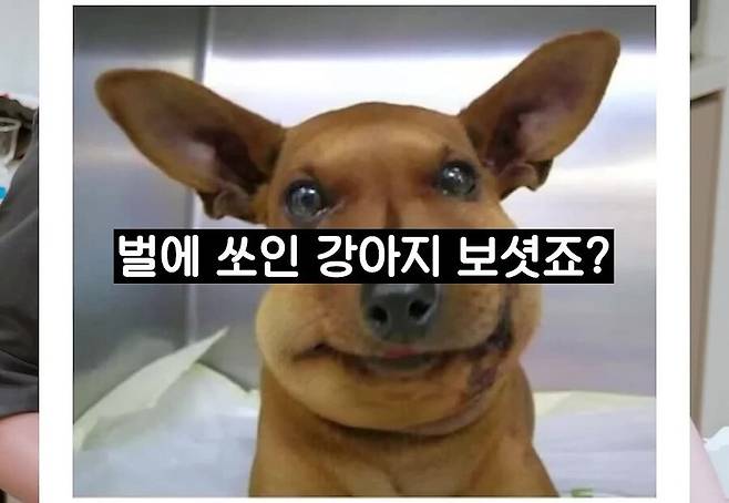 Internet_20240602_180153_5.jpeg 망고 갈비(씨앗부분) 절대 빨면 안되는 이유.jpg