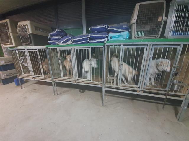 반려견 훈련소에 맡겨진 강아지들이 뜬장에 갇혀 있다.