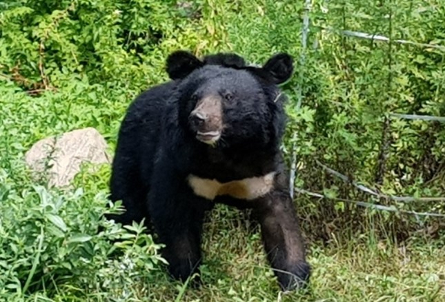 An Asiatic black bear (Yonhap)