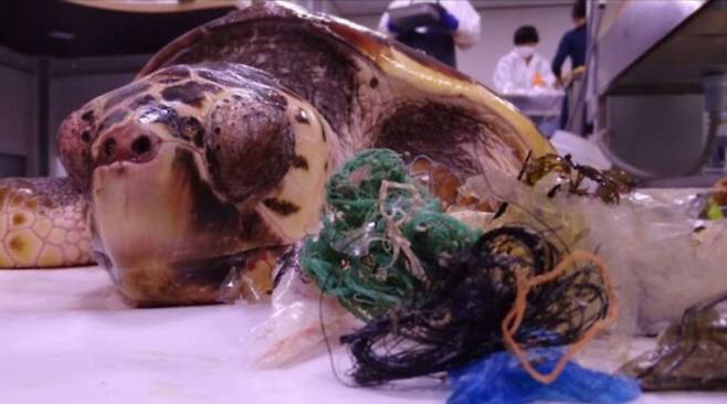 바다거북과 해양쓰레기 [국립생태원]