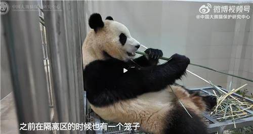 철제 우리 위에서 대나무 먹는 푸바오. [이미지출처=중국판다보호연구센터 웨이보 캡처]