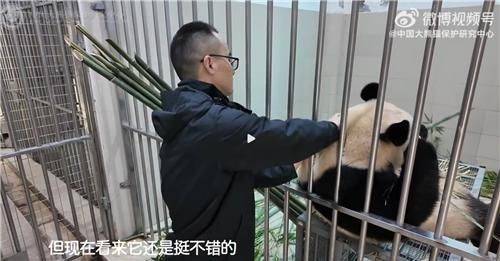 중국 사육사가 케이지 안에 있는 푸바오를 쓰다듬는 모습. [이미지출처=중국판다보호연구센터 웨이보 캡처]