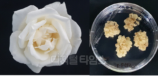 향이 우수한 우리 장미(왼쪽)와 이를 활용한 세포 배양체 모습. 사진 농진청