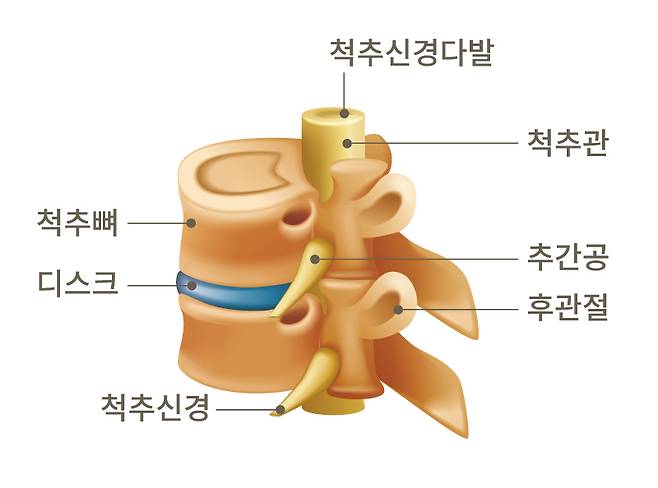 척추 구조/사진=생생병원 제공