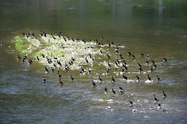 Cormorants perched in a flock. Courtesy of Pyeongchang-gun.