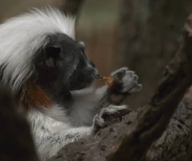 솜털머리타마린원숭이가 매미성충을 뜯어먹고 있다./Brooksfield Zoo Facebook