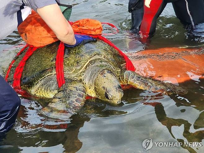 해안가에서 발견된 푸른바다거북 ⓒ연합뉴스