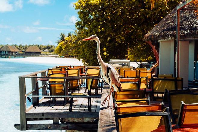 내 베이컨을 탐내던 왜가리