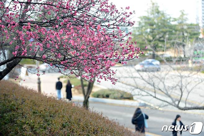 광주 최고기온이 19도까지 오른 4월14일 오후 광주 동구 조선대학교에 홍매화가 만개해 있다. 2024.2.14/뉴스1 ⓒ News1 이승현 기자