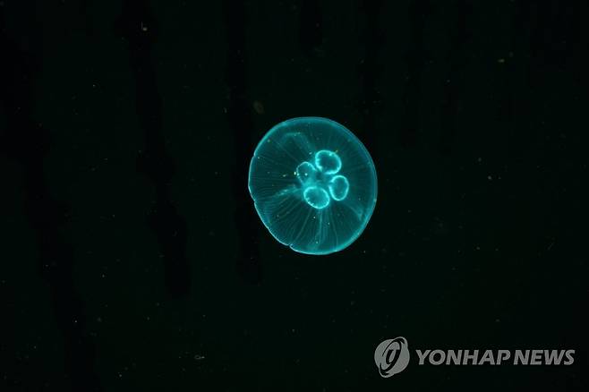 보름달물해파리 유체 [국립수산과학원 제공=연합뉴스]