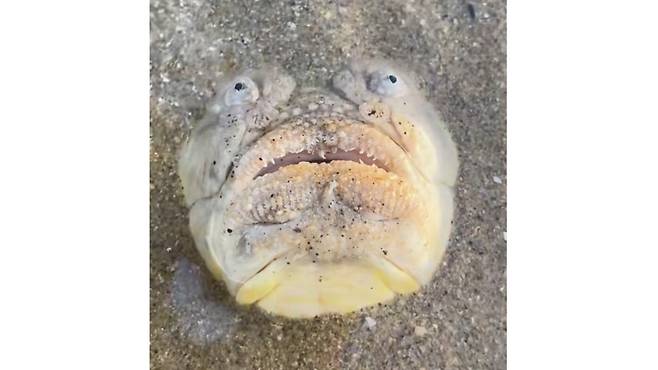 싱가포르에서 발견된 '긴 코 스타게이저' (사진, untamed_paths 인스타그램)