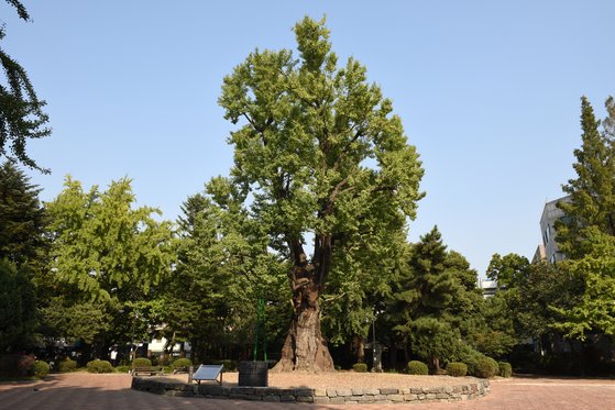 청주시 중앙 공원의 은행나무. 고려 공양왕 때 억울하게 감옥에 갇힌 목은 이색을 홍수로부터 구해주었다는 설화가 전한다. [사진 국가유산청]