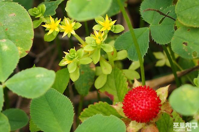 뱀딸기와 기린초
