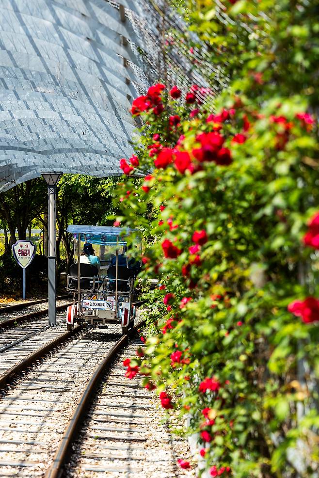 '눈물의 여왕' 속 풍경처럼 장미 꽃이 만발한 구랑리 철로 자전거의 장미 터널 구간. 손을 뻗으면 만져볼 수 있을 만큼 철로에서 가까이 펴 있다. / 양수열 영상미디어 기자