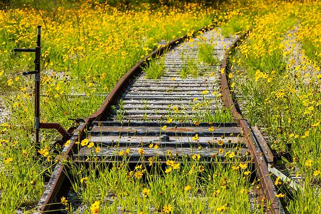 폐역된 '불정역'의 폐철로를 노랗게 뒤덮은 금계국. / 양수열 영상미디어 기자