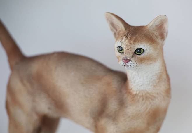 아비니시안 고양이
