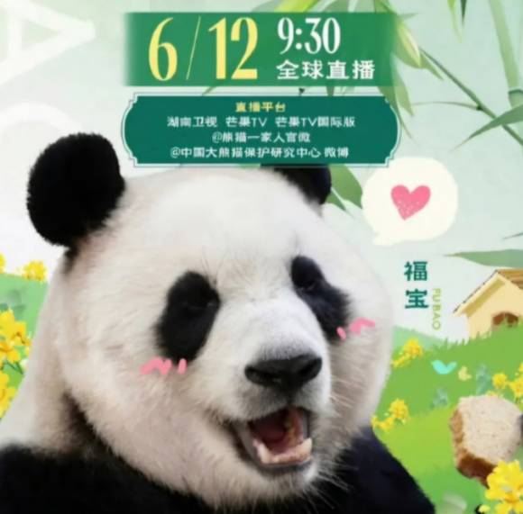 푸바오 공개 포스터. [사진=웨이보]
