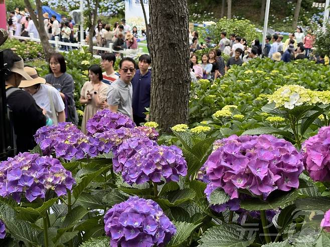 6일 장생포 수국 페스티벌 전날, 징검다리 휴일을 맞아 나들이객의 발길이 이어졌다. 2024.06.06.ⓒ News1 김세은 기자