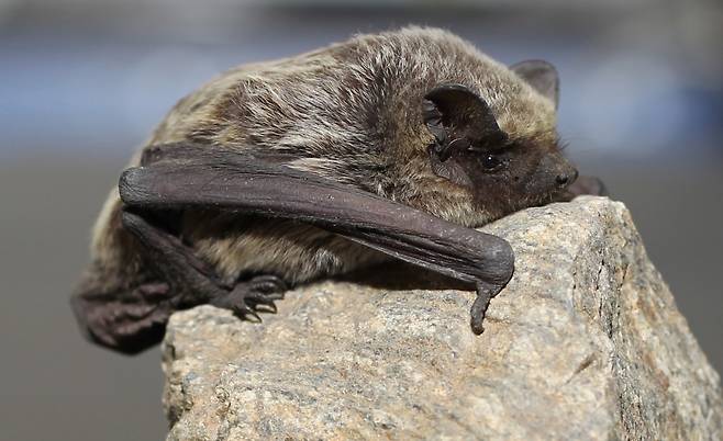 안주애기박쥐.(출처: 국립생물자연관)