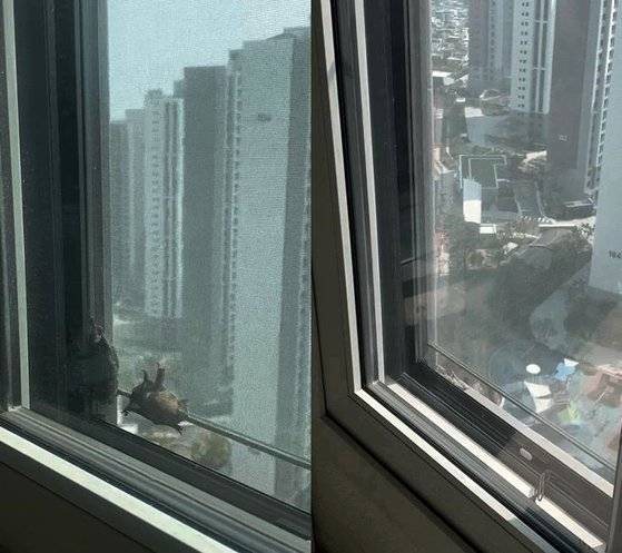 아파트에 박쥐 출현. 연합뉴스