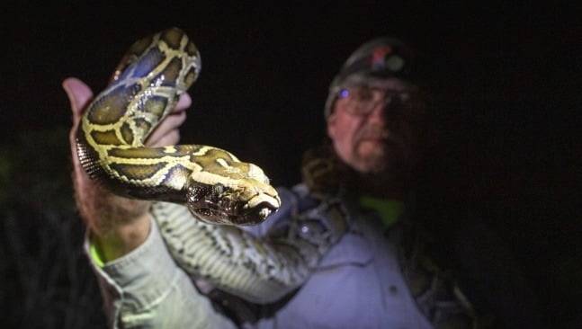 비단뱀 (사진은 기사와 무관) /사진=EPA 연합뉴스