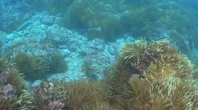 제주 마을어장의 갯녹음 현상이 가속화되면서 유용 해조류는 사라지고 큰산호말미잘만 자라고 있다. 제주도 제공