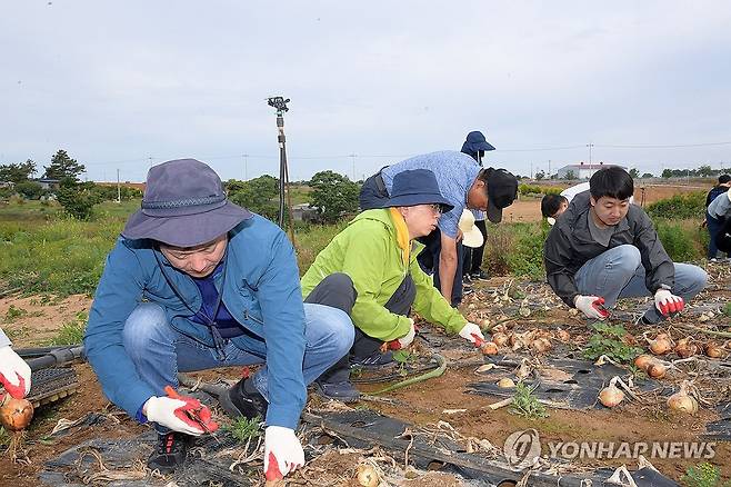 무안서 양파 수확 일손 돕는 광주시 공직자들 (무안=연합뉴스) 고광완 광주시 행정부시장과 이상갑 문화경제부시장 등 공직자 40여명이 6일 오전 전남 무안군 운남면 한 양파 농가를 찾아 일손을 돕고 있다. 시는 지난달부터 무안 장터와 상가 등을 돌며 광주 군·민간 공항 이전 효과와 소음 대책 등을 홍보하고 있다. 2024.6.6 [광주시 제공. 재판매 및 DB 금지] areum@yna.co.kr