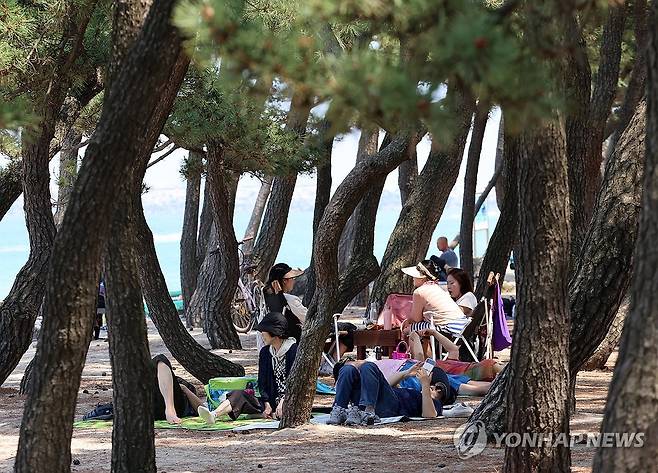 무더위에는 바닷가 그늘이 최고 (강릉=연합뉴스) 유형재 기자 = 강원 강릉의 11일 낮 최고기온이 33도를 넘은 가운데 무더위를 피해 나온 시민들이 송정해변 솔밭 그늘에서 시원한 바닷바람에 무더위를 식히고 있다. 2024.6.11 yoo21@yna.co.kr