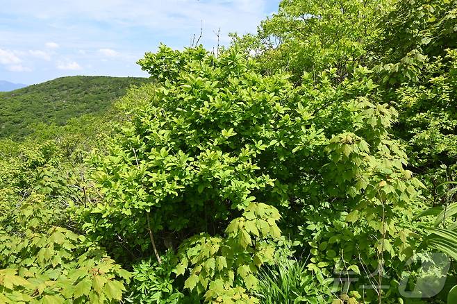 울릉도에서 자생하는 왕매발톱나무(산림청 산하 한국수목원정원관리원 제공) / 뉴스1