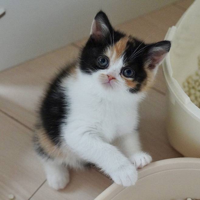 2년간의 고양이 확대.jpg