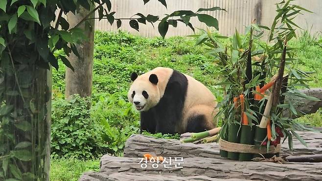 중국 쓰촨성 워룽 선수핑 판다기지가 12일 푸바오를 대중에 공개했다.  베이징특파원 공동취재단