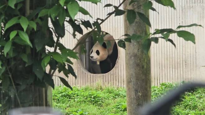 12일 중국 반환 이후 대중에 첫 공개된 푸바오./사진=특파원 공동취재단