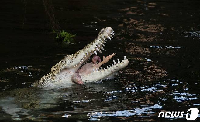 바다악어가 닭을 먹고 있는 모습. (사진은 기사 내용과 무관함) ⓒ AFP=뉴스1 ⓒ News1 노선웅 기자