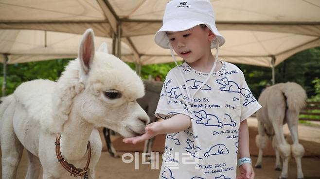 알파카 먹이주기 체험을 하고 있는 어린이