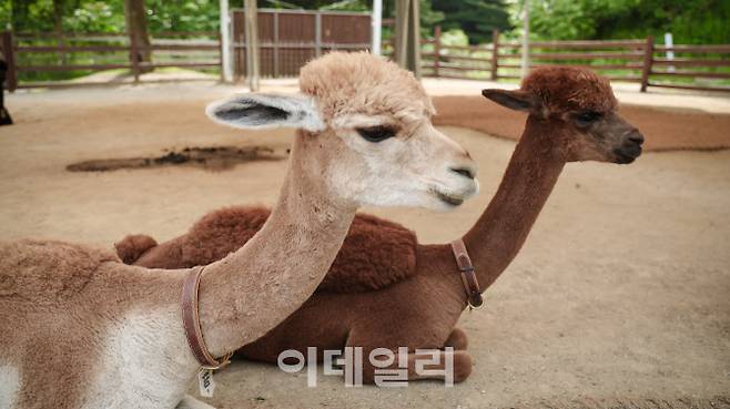 남미의 안데스산맥이 원산지인 알파카