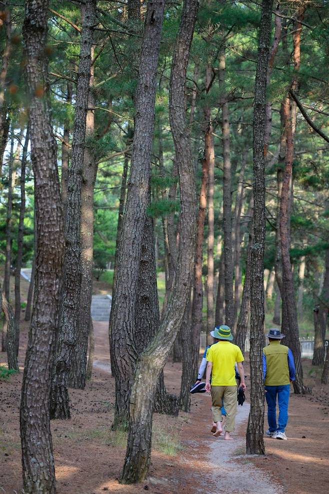 숲길 트레킹을 즐길 수 있는 월송정 소나무숲.