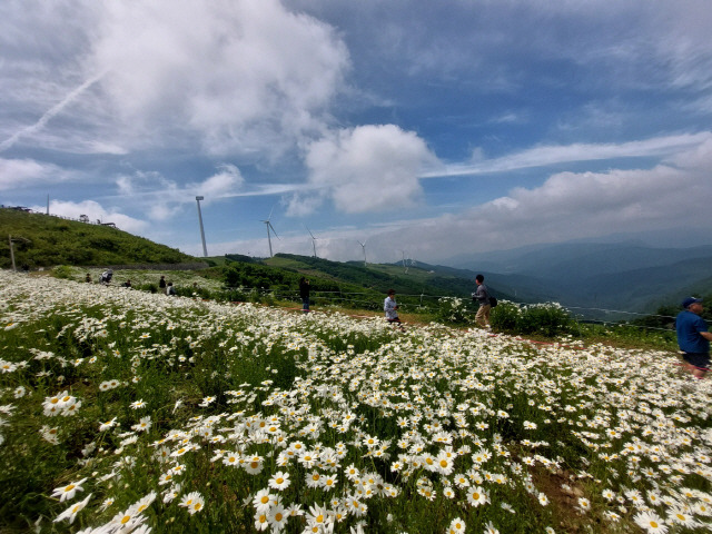 평창 청옥산 육백마지기 해발 1200m 고원에 조성된 천상의 화원에 샤스타데이지가 만개해 순백의 자태를 뽐내고 있다.