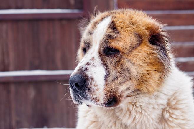 A dog the Alabay breed, also known as a Central Asian shepherd dog. (123rf)