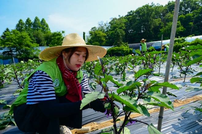 14일 안양원예농협 관내 가지 농가에서 농협하나로유통·농협유통 임직원들이 뙤약볕에도 아랑곳하지 않고 가지 순자르기를 하며 구슬땀을 흘렸다/사진제공=농협하나로유통·농협유통