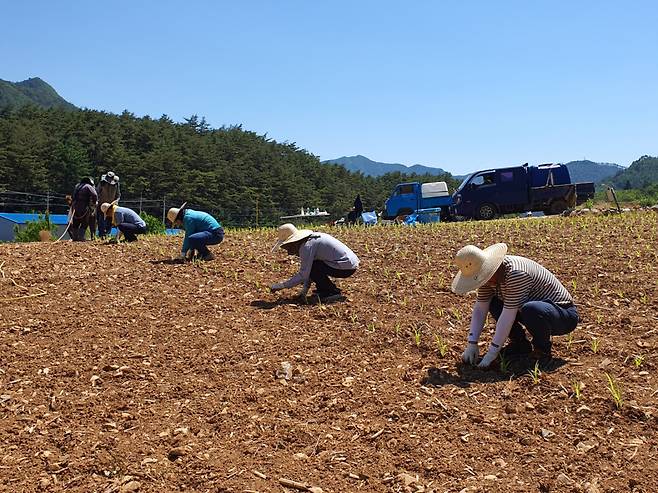 강원 정선군 화암면 석곡리 수수 재배 농가. [연합]